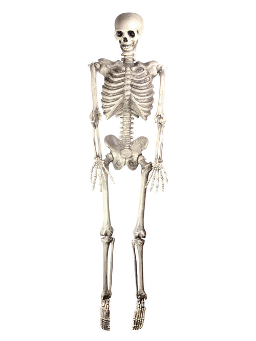 Skeleton 60In Hanging